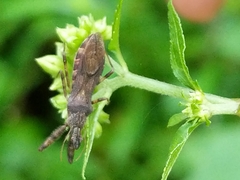 Harpactorini