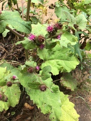 Arctium minus