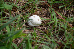 Lycoperdaceae