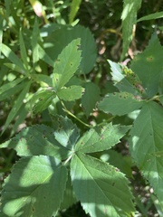 Rubus allegheniensis