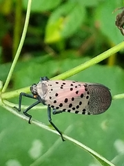 Lycorma delicatula