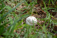 Lycoperdaceae