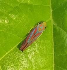 Graphocephala coccinea