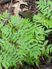 Osmunda spectabilis