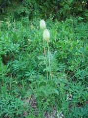 Pulsatilla occidentalis