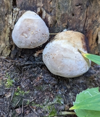 Fomitopsis ochracea