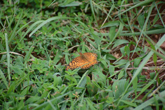 Euptoieta claudia