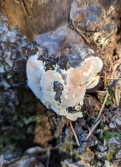 Fomitopsis ochracea