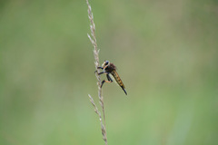 Promachus rufipes