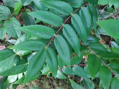 Berberis nervosa
