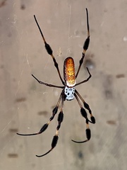 Trichonephila clavipes