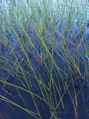 Juncus militaris
