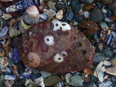 Haliotis coccoradiata