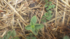 Thymus praecox britannicus