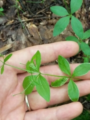 Galium circaezans