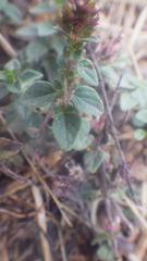 Thymus praecox britannicus