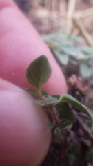 Thymus praecox britannicus