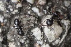 Lasius fuliginosus