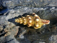 Marmorofusus nicobaricus