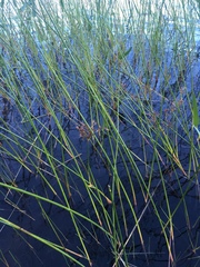 Juncus militaris