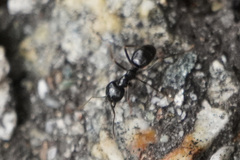 Lasius fuliginosus
