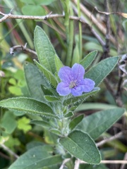 Ruellia humilis