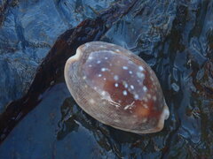 Lyncina vitellus