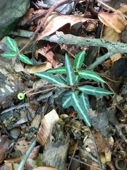 Chimaphila maculata