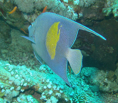 Pomacanthus maculosus