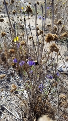 Gilia capitata chamissonis