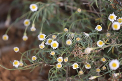 Brachyscome dentata