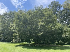 Zelkova serrata