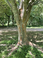 Zelkova serrata