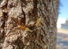 Oecophylla smaragdina