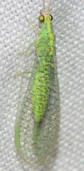 Pseudomallada subcubitalis