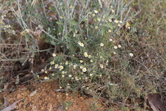 Brachyscome dentata