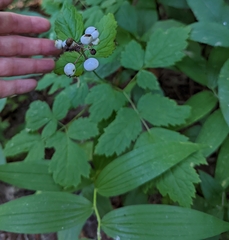 Actaea rubra neglecta