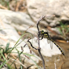 Cordulegaster boltonii