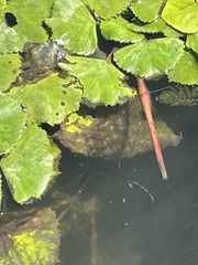 Pectinatella magnifica