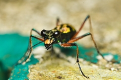 Cicindelinae