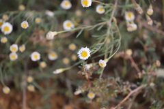 Brachyscome dentata