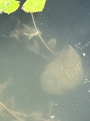 Pectinatella magnifica