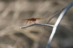 Libellula saturata