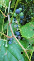 Vitis riparia