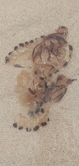 Scyphozoa