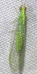 Pseudomallada subcubitalis