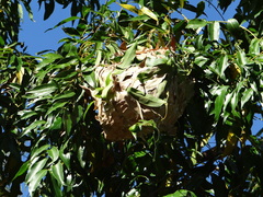 Oecophylla smaragdina