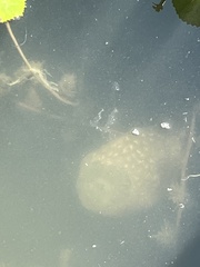 Pectinatella magnifica