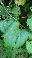Vitis riparia