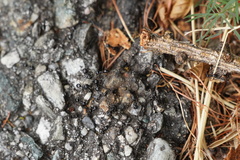 Lasius fuliginosus